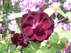 Rose at Mottisfont Abbey Wallpaper