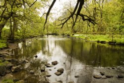 River Rothay Rydal Woods Wallpaper
