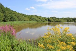 The Great Pond - Epsom Common Wallpaper