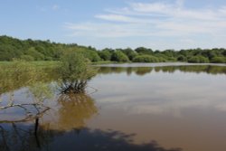 Great Pond and a Heron on the Edge Wallpaper