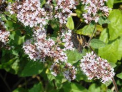 Hedgerow wildlife along the 'Strawberry Line' Wallpaper