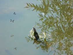 Dragonfly Chase Wallpaper