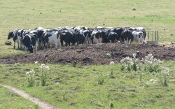 Come On Girls- We Have Got to Stick Together Wallpaper