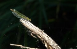 Landing Pad- Naturally Wallpaper