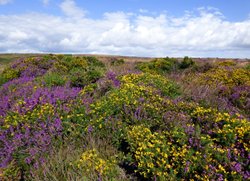 Quantock Hills Wallpaper