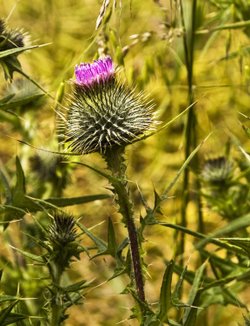 A Thistle