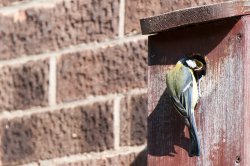 Great Tit feeding young in Loughborough Wallpaper