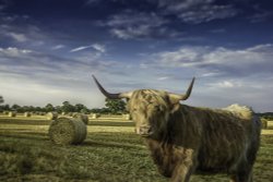 sheepy fields Wallpaper