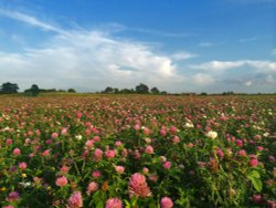 Fields of Clover near Lichfield Wallpaper