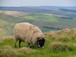 Sheep grazing in the Peak District, near Castleton, U.K.