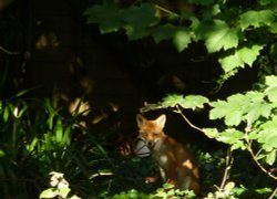 They come out at closing time. Wallpaper