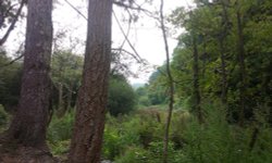 Treva Croft Wood, Lelant Downs, St Ives Wallpaper