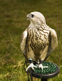 Peregrine Saker Falcon