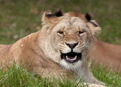 Lioness, Knowsley Safari Park.