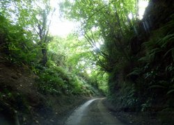 Hinton St George Wallpaper