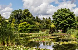 Lakes and Lilies Burnby Hall Wallpaper