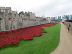 Poppies at the Tower of London Wallpaper