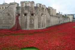 Poppies at the tower Wallpaper
