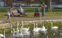Feeding swans at Christchurch Quay Wallpaper