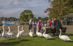 Swans mixing with the public at Christchurch Quay Wallpaper