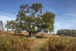 Bradgate park Wallpaper
