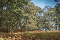 Bradgate park Wallpaper