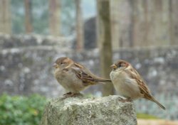 Scraps for the Sparrows guv? Wallpaper