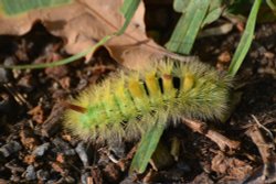 Pale Tussock moth caterpillar Wallpaper