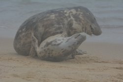 Seals on Horsey beach Wallpaper
