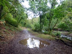 Haddon Hill Wallpaper