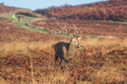 Bradgate park Wallpaper