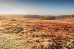 Bradgate park Wallpaper