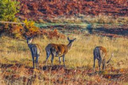 Bradgate park Wallpaper