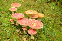 Fly Agaric Wallpaper