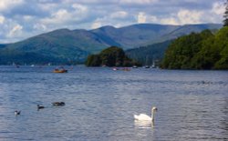 Swan Lake,Bowness Wallpaper