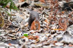 Red Squirrel on Brownsea Wallpaper