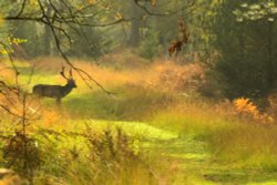 Fallow Stag Wallpaper