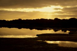 New Forest Dawn Wallpaper