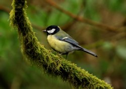 Great Tit in Heaton Park, Prestwich, Manchester Wallpaper