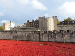 Poppies at The Tower Wallpaper