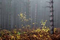 Cannock Chase Wallpaper