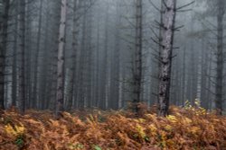 Cannock Chase Wallpaper