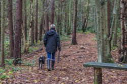 Hartshill Hayes Wallpaper