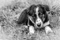 Hartshill Hayes Wallpaper