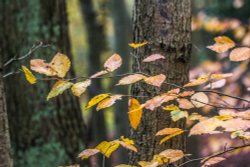 Hartshill Hayes Wallpaper