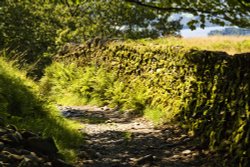 Sweden Bridge Lane Wallpaper