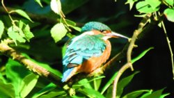 Kingfish Bramhall Park stockport Wallpaper