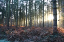 Cannock morning walk Wallpaper