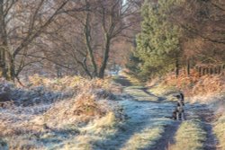 Cannock morning walk Wallpaper