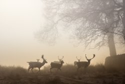 Bradgate park Wallpaper